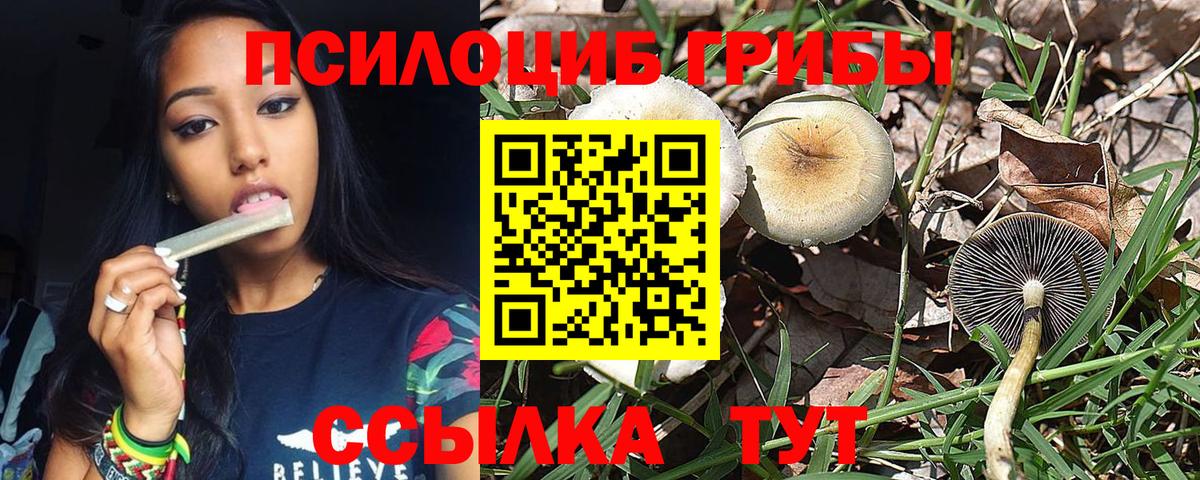 Псилоцибиновые грибы Psilocybe Ейск